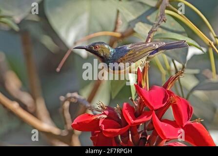 Uccello di girasole bruno (Anthreptes malacensis malacensis) maschio adulto appollaiato al fiore Siem Reap, Cambogia Gennaio Foto Stock