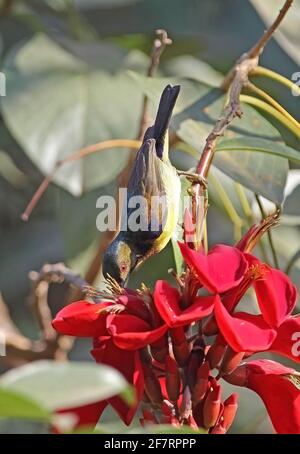 Uccello di girasole (Anthreptes malacensis malacensis) alimentazione maschile adulto al fiore Siem Reap, Cambogia Gennaio Foto Stock
