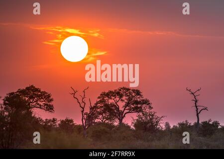 African Sunset sopra silhouette alberi di Savanna cespugli e l'erba a. Tramonto nel parco nazionale di Kruger in Sud Africa Foto Stock