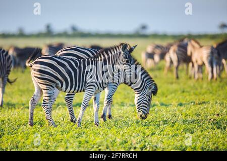 Zebre comune (Equus quagga) rovistando nella savana bushveld del parco nazionale Kruger Sud Africa in colori luminosi Foto Stock