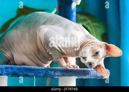 Il gatto canadese Sphynx è seduto su una torre di artiglio, graffiando il post in posa divertente. PET in un interno moderno contro una parete blu. La pelle rugosa di una ba Foto Stock