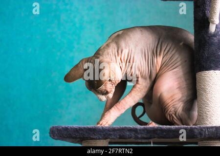 Il gatto canadese Sphynx sta giocando con qualcosa, seduto su una torre di artiglio, scratching post. PET in un interno moderno contro una parete blu. La sk rugosa Foto Stock