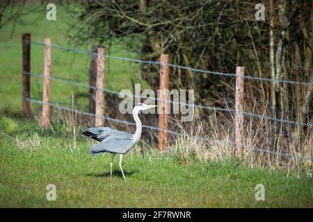 Un singolo airone grigio in piedi in un campo che si diffonde il suo ali Foto Stock