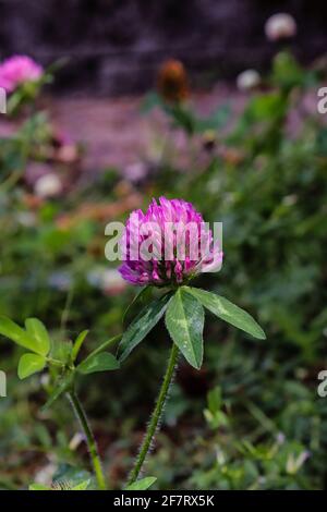 Trifoglio rosso che fiorisce nel cortile Foto Stock