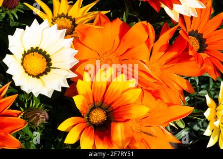 Bel gruppo di margherite africane (Gazania) in fiore, giallo, arancione, fiori bianchi Foto Stock