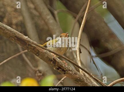 Tailorbird comune (Orthotomus sutorius maculicollis) adulto arroccato sul ramo Prey Veng, Cambogia Gennaio Foto Stock