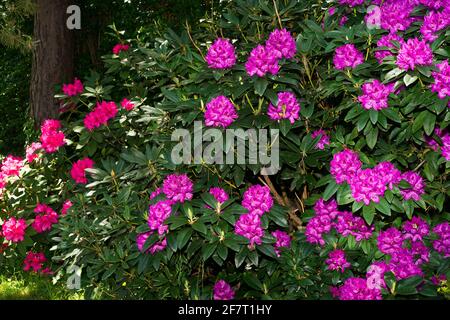 Grandi rododendri viola e rossi in fiore in primavera vicino Parigi nel mese di maggio Foto Stock