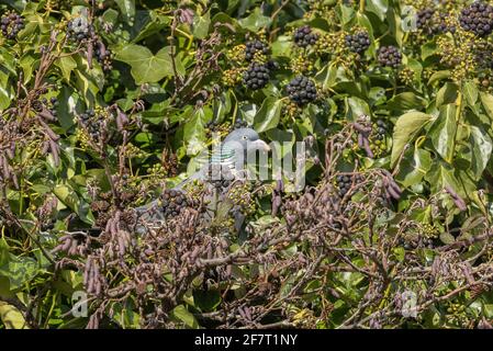 Woodpicceon, Columba palumbus, mangiare bacche di edera. Foto Stock