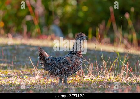 Tetraone dal collare Foto Stock