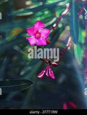 Un oleandro tropicale rosa con i raggi del sole del pomeriggio Foto Stock