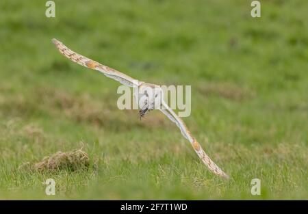 Gufo di fienile, Tito alba in volo che porta la sua preda, un vaso di campo, Microtus agrestis, sul pascolo. Dorset. Foto Stock