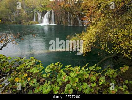 Parco Nazionale di Plitvice, Croazia. Serie di laghi in valle, separati da dighe di travertino (tufo): Cascate su una delle dighe, con butterbur. Foto Stock