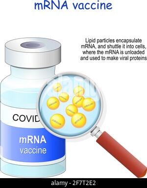 Covid-19 coronavirus vaccino messenger RNA (mRNA) flaconcino di vaccino e lente di ingrandimento. Illustrazione vettoriale. Le particelle lipidiche incapsulano l'mRNA e si chiudono Illustrazione Vettoriale