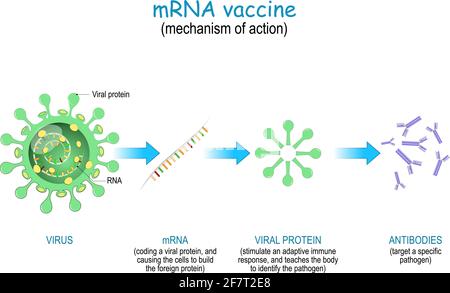 Meccanismo d'azione del vaccino dell'RNA. COVID-19. Le pandemie hanno causato lo sviluppo della tecnologia mRNA per un nuovo modo di fornire un RNA messaggero in un ce Illustrazione Vettoriale