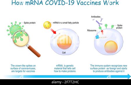 Come funzionano i vaccini mRNA. COVID-19. Le pandemie hanno causato lo sviluppo della tecnologia mRNA per un nuovo modo di trasportare un RNA messaggero in una cellula per produrre un Illustrazione Vettoriale