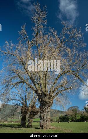 Nativo Pioppo nero, Populus nigra subsp. Betulifolia, che cresce sulla pianura alluvionale, Somerset occidentale. Foto Stock