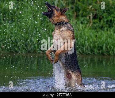 Cane Pastore Tedesco (alsaziano) che gioca nel fiume Foto Stock