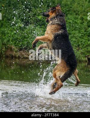 Cane Pastore Tedesco (alsaziano) che gioca nel fiume Foto Stock