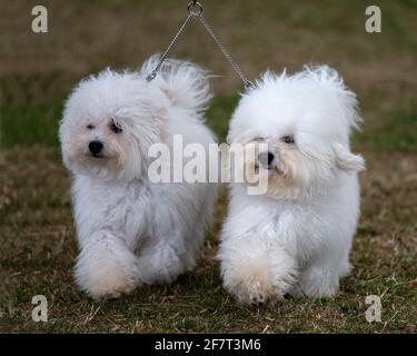 Cani bolognesi a uno spettacolo di cani Foto Stock