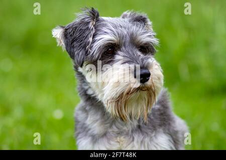 Mini Schnauzer Foto Stock