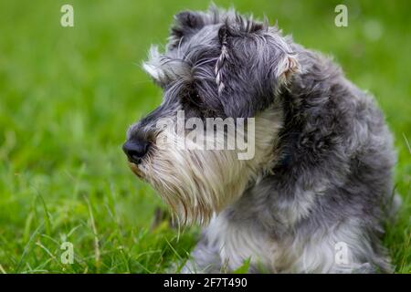 Mini Schnauzer Foto Stock