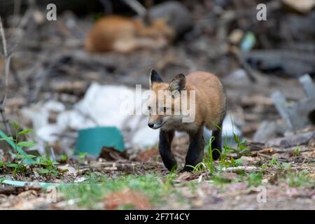 Red fox kit in esecuzione e giocare in un'area di manutenzione vicino alla zona della famiglia Foto Stock