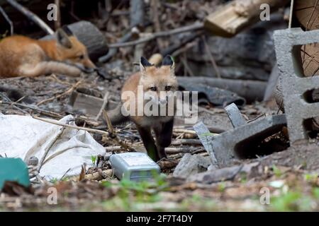 Red fox kit in esecuzione e giocare in un'area di manutenzione vicino alla zona della famiglia Foto Stock