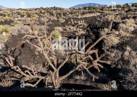 Cholla di canna o bastone di passeggiata Cholla, Cylindropuntia imbricata, che cresce nei campi di lava della Valle degli incendi Area ricreativa, New Mexico. Foto Stock
