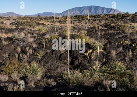 Commo Sotol che cresce nei campi di lava della Valle degli incendi Area ricreativa, New Mexico. Il suo picco di fiore alto assomiglia ad una yucca, ma è realmente io Foto Stock