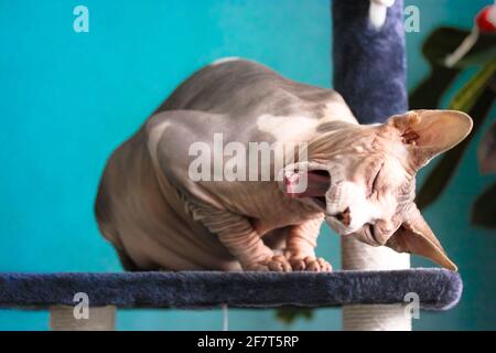 Il gatto canadese della Sphynx è seduto su un alberino graffiante in posa divertente e sbadigliare contro una parete blu. La pelle rugosa di un calvo, gatto insolito con vicino Foto Stock