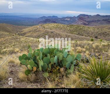 Cactus di pera di prickly che cresce nel parco nazionale di Big Bend, TX Foto Stock