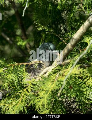 Un piccione siede in un albero a jena Foto Stock