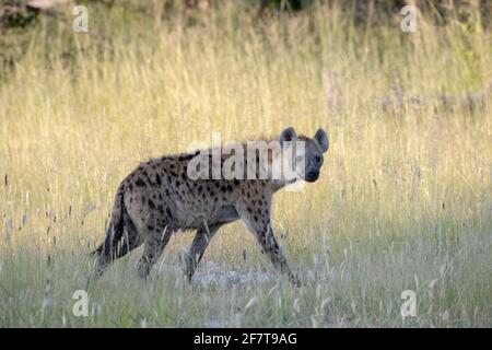 Hyena macchiata (Crocuta croccuta). Animale a piedi in profilo che striscia attraverso alta semina erba savana vegetazione. Testa e viso che fanno contatto con gli occhi. Foto Stock