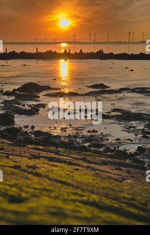 Tramonto a 'Bohrinsel' - Dyksterhusen - Frisia orientale - inferiore Sassonia - muschio verde in primo piano Foto Stock