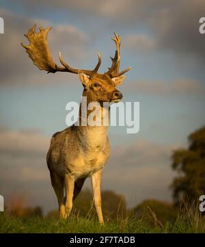 Fallow Deer buck che indaga il suo dominio Foto Stock