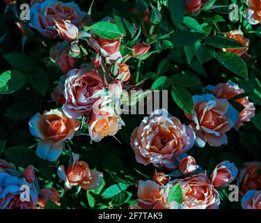 Rosa cespuglio in fiore Foto Stock