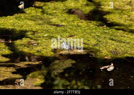 Tartaruga dipinta a sud Chrynemys pitta che si sbucciano dalle alghe piene d'acqua di uno stagno a Napoli, in Florida Foto Stock