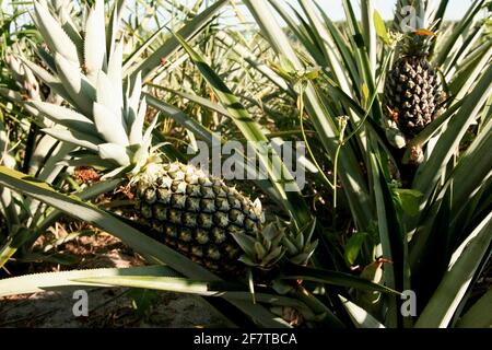 Eunapolis, bahia / brasile - 30 dicembre 2009: Piantagione di ananas in una fattoria nella città di Eunapolis. *** Local Caption *** Foto Stock