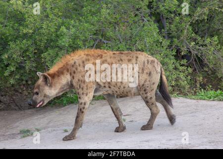 Hyena macchiata (Crocuta croccuta). Adulto. Profilo. Ritorno, riempito di stomaco, in avvicinamento all'ingresso della stalla sotterranea. Ambling andatura Foto Stock