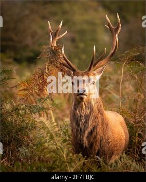 Fallow Deer Buck che indaga il suo dominio Foto Stock