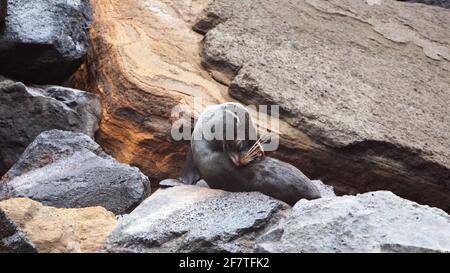 Foca da pelliccia di Galapagos a Punta Vincente Roca, Isola di Isabela, Galapagos, Ecuador Foto Stock