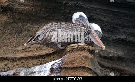 Pellicano bruno (Pelecanus occidentalis) a Punta Vincente Roca, Isola di Isabela, Galapagos, Ecuador Foto Stock