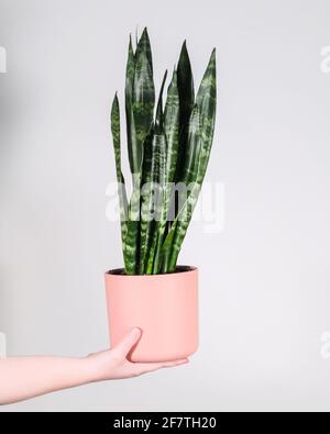 Primo piano di sansevieria (pianta del serpente) in flowerpot sulla mano isolato su sfondo bianco Foto Stock