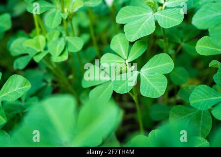 Un primo piano della pianta di Fenugreek, Trigonella foenum-graecum. I suoi semi e foglie sono ingredienti comuni nei piatti del subcontinente indiano wher Foto Stock