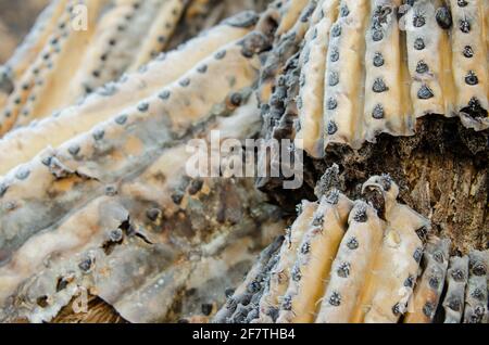 Gelo su decadente dettaglio di cactus di saguaro Foto Stock