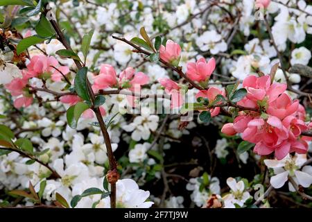 Chaenomeles speciosa ‘Eximia’ mele cotogne giapponesi in fiore Eximia – fiori rosa corallo e foglie di ovate, aprile, Inghilterra, Regno Unito Foto Stock