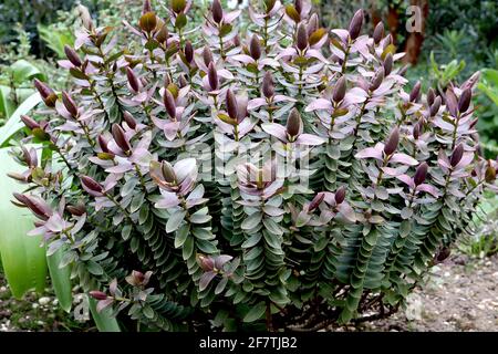 Hebe ‘Red Edge’ arbustata veronica Red Edge – colonne di foglie grigie blu con germogli viola, aprile, Inghilterra, Regno Unito Foto Stock