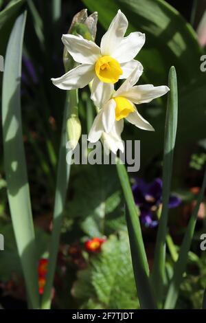 Narcissus / Daffodil ‘Canaliculatus’ Division 8 Tazzetta Daffodils Daffodils multigetto altamente profumato con coppa gialla al burro, aprile, Inghilterra, Regno Unito Foto Stock