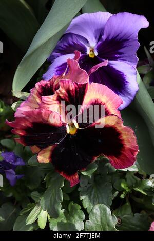 Viola x wittrockiana ‘Coastal Sunrise Mix’ (Viola Sunrise and Ocean) Pansy Coastal Sunrise Mix – pansies extra large con grande blottch scuro, aprile, Foto Stock