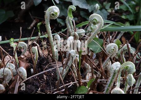 Asplenium colopendrium Harts lingua felce – fuzzy coperto spiralato teste, aprile, Inghilterra, Regno Unito Foto Stock